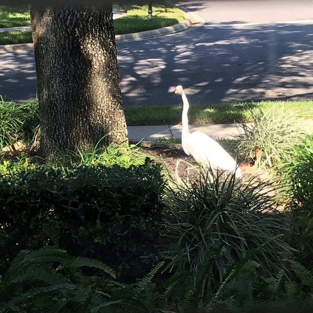 Meet your Posher, Rhonda